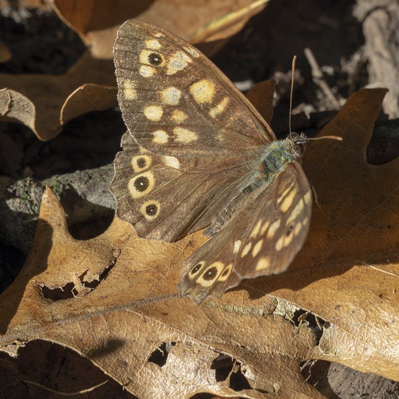 Pararge aegeria (Nymphalidae Satyrinae)